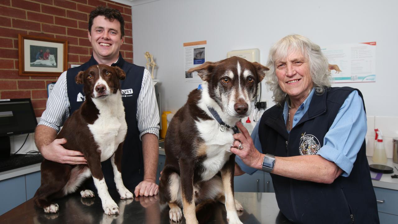 Melbourne's best vets: Where to find the city's top 10 vets | Herald Sun
