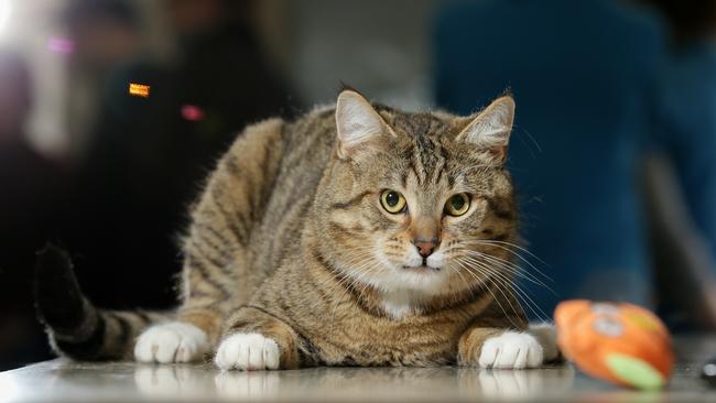 Erik the domestic short hair tabby from The Lost Dogs’ Home is waiting for his second chance at love. Picture: George Salpigtidis