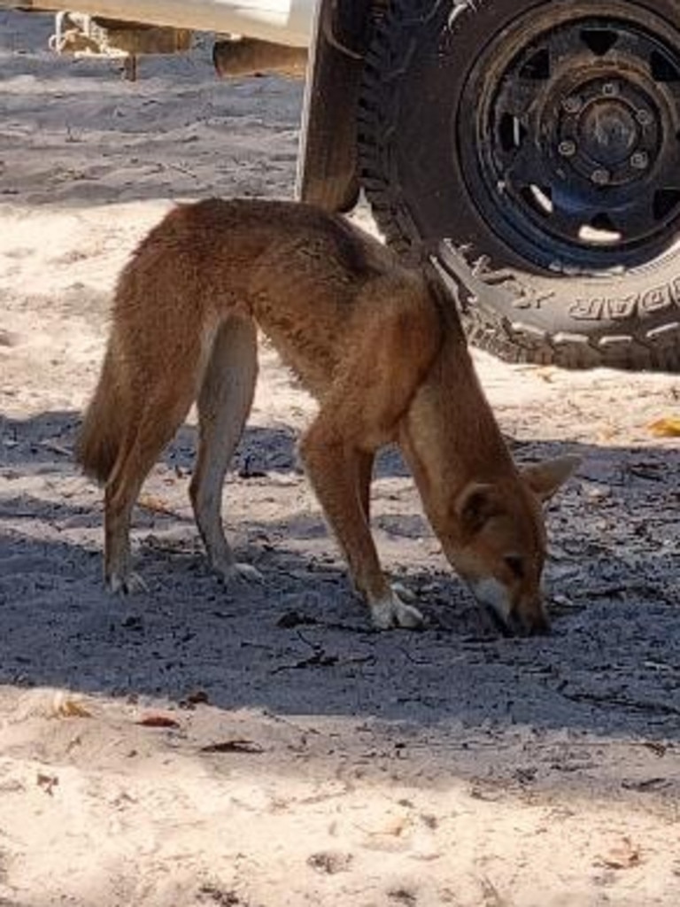 Earlier this month, a four-year-old girl was bitten by a dingo around the chest area, causing lacerations, bruising and a puncture wound. Picture: Supplied