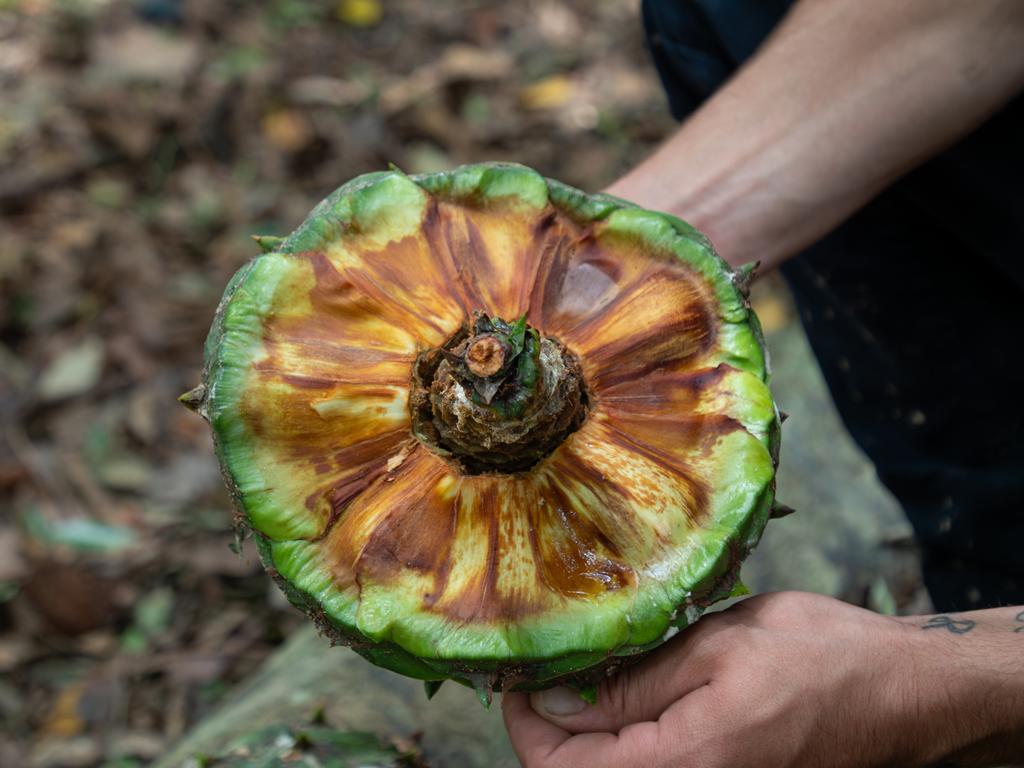 Bunya nuts are low in fat and high in nutrients and amino acids | The ...