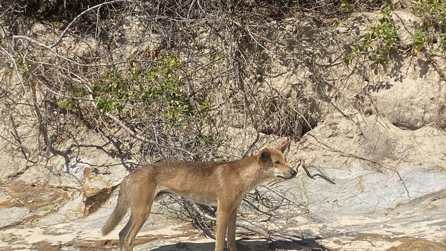 A dingo (wongari) on K’gari.