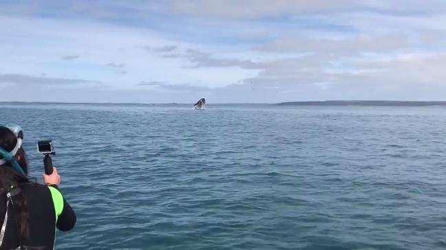 Whales breaching off Kangaroo Island