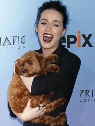 Katy Perry’s dog Butters steals the show at The Prismatic World Tour