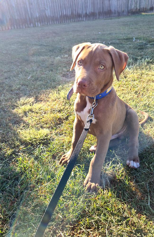 Budley: Peter Chorley's 3 month old American Staffy