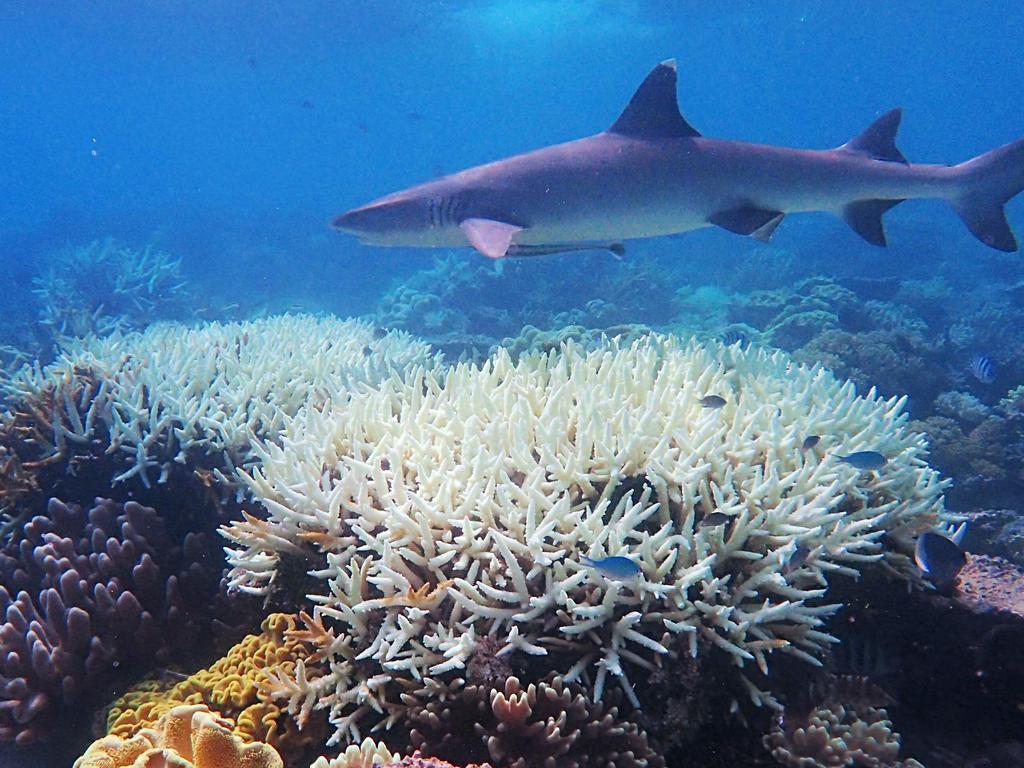 Great Barrier Reef’s ‘third Mass Bleaching In Five Years’ | The Australian