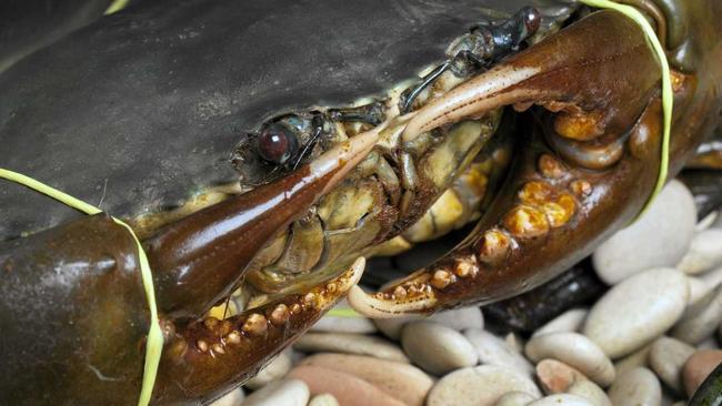 Some of Queensland's commercial fishermen plan to launch a legal injunction against the State Government over tough crab quotas. Photo Contributed. Picture: Contributed