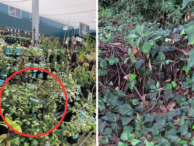 There is a renewed call to ban a popular plant at Bunnings, which can potentially permanently destroy Australian flora.