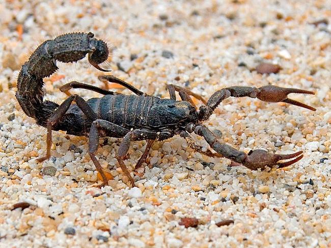 (GERMANY OUT) Haariger Dickschwanz | P. villosusein giftiger SkorpionNamibia (Photo by Eva + Helmut Pum/McPhoto/ullstein bild via Getty Images)