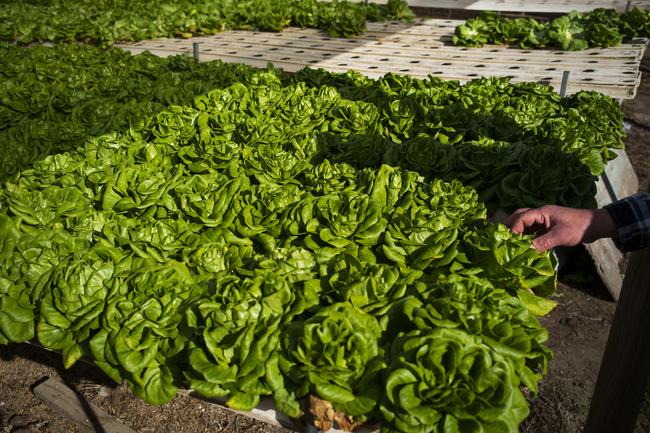 Larry Sher known affectionately known as ‘Larry Lettuce’, owner of Millingandi Greens, a primary producer of lettuce and other green vegetables and herbs, at his farm in Millingandi, NSW. Picture by Sean Davey.