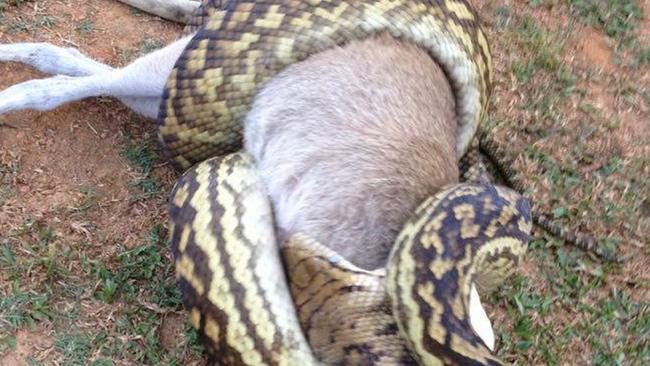 This python was snapped eating a wallaby at Kuranda on Sunday afternoon.