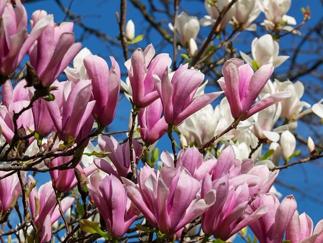 Magnolias thrive in winter.