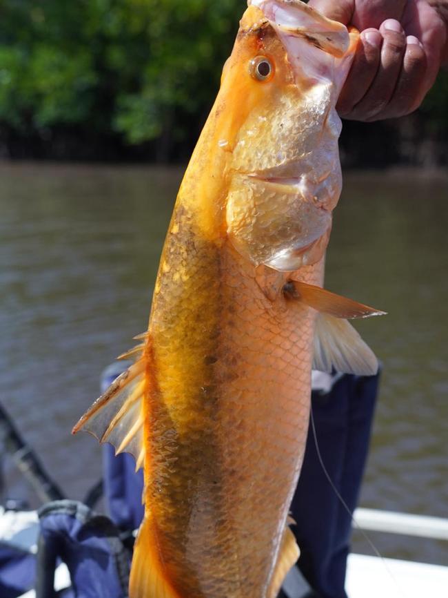 A very rare wild golden barra caught in Trinity Inlet earlier this year. Photo: Supplied