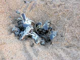 NESTING SEASON: Flatback hatchlings emerge.