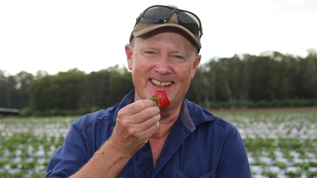 Adrian Schultz at the family's strawberry farm. Picture: Supplied