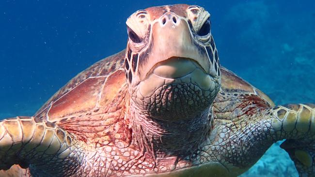 Conservation groups and authorities have called for boaties and fishers to slow down in marine parks following the deaths of two giant green sea turtles in Moreton Bay this month. PIC: Stuart Ireland