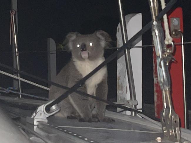 The koala spent the night clambering around the yacht. Picture: Stuart Loft