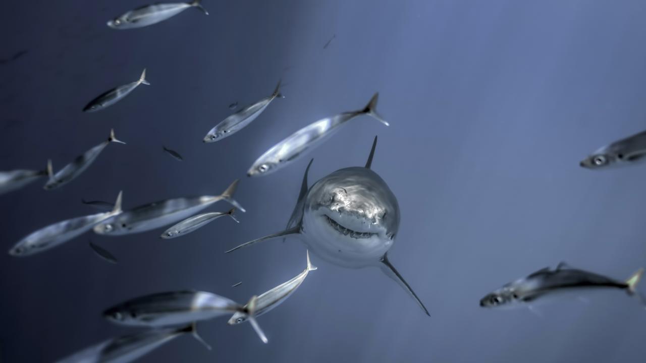 Muscly great white shark with six-pack spotted by diver in Mexico