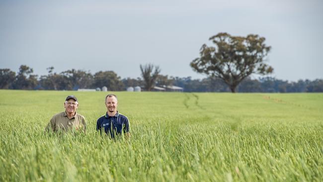 Dennis and Adrian Perry of Mayreef are thrilled with how their crop of Ford wheat has performed this season. Picture: Zoe Phillips