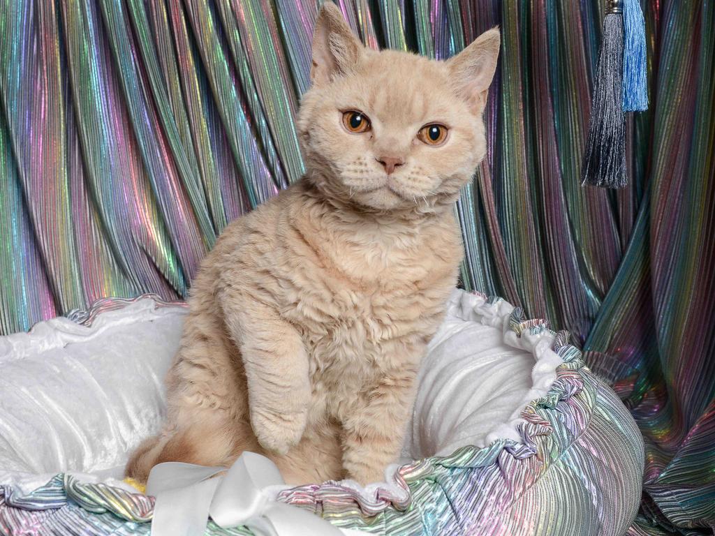 Silvie the short haired selkirk rex prizewinning cat at the Royal Show. Picture: Brenton Edwards