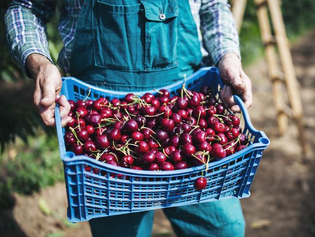 Unrecognizable farmer holding crate with freshness cherries in orchard, close up