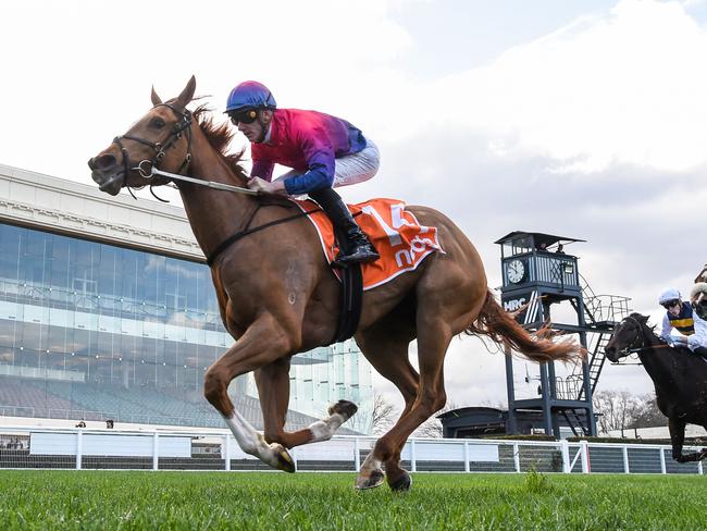 Speedy galloper Spicy Margs can return to winning ways at Wednesday's Seymour meeting. Picture: Racing Photos via Getty Images.