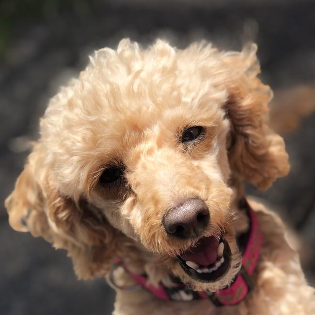 CoCo from the Central Coast does NOT want you to go to work. Picture: ReiAnnen