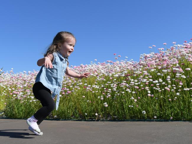 Two-year-old Sydney Spires enjoys exploring the Australian Botanic Garden Mt Annan. Picture: Simon Bullard