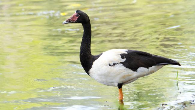 The bag limits to hunt magpie geese have changed. Photo: iStock