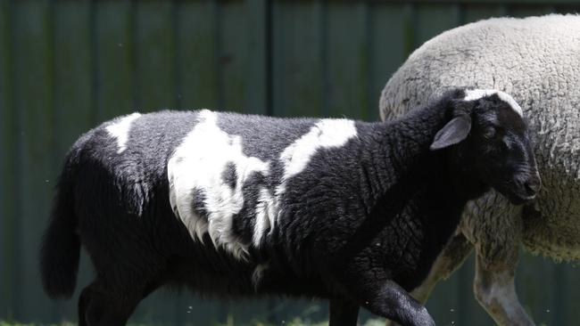 The geep called Oreo at Follyfoot Farm daycare centre, Fountaindale, on the Central Coast in 2011.