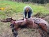‘So happy’: Mud-stuck elderly horse saved by heroes