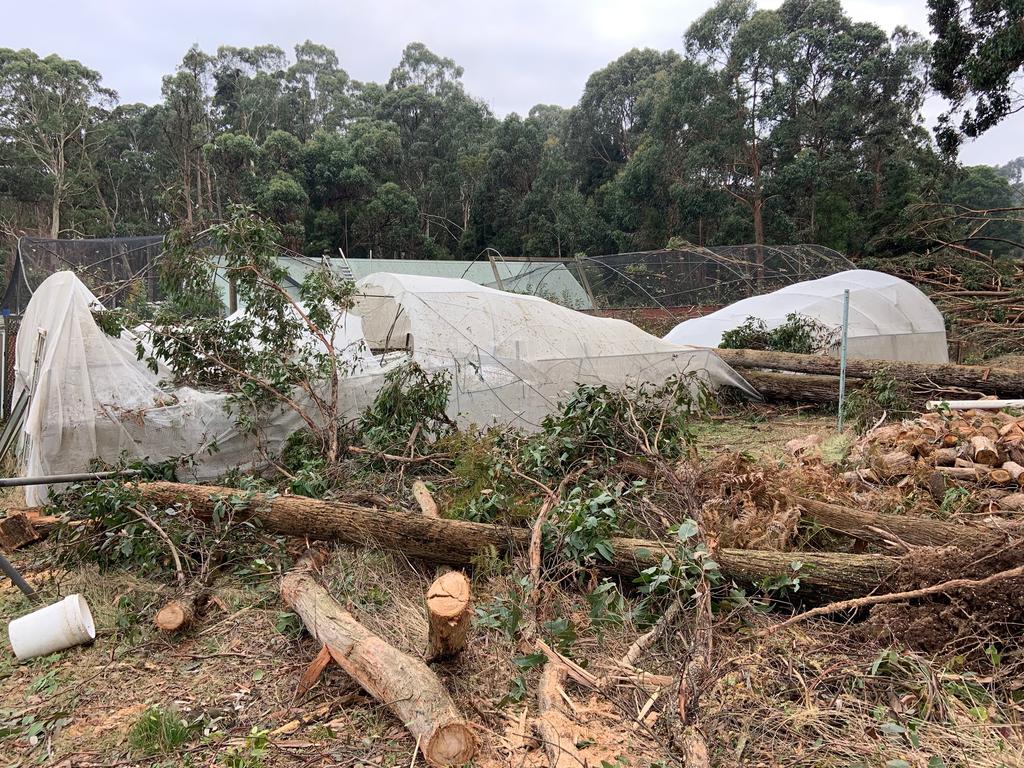 Property damaged by falling trees on Fern Rd, Lyonville. Picture: Merrilyn Hunt