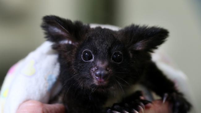 An orphaned greater glider while being cared for at Currumbin Wildlife Sanctuary after a fox killed his mother. Picture: Adam Head