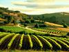 Barossa Valley vineyard