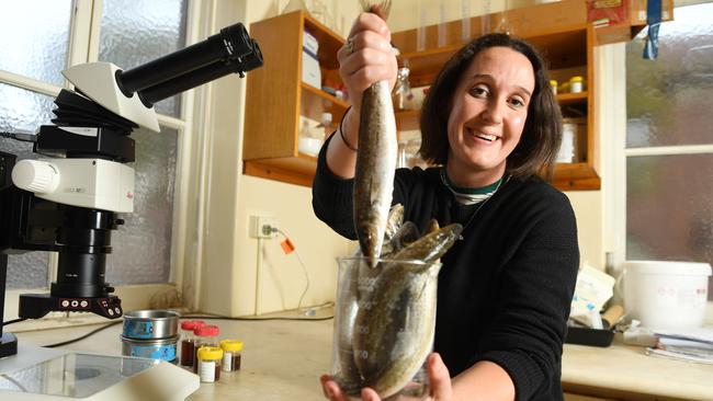 University of Adelaide PhD candidate Nina Wootton in the Gillanders Aquatic Ecology Lab with King George whiting she used to research microplastics in fish. Picture: Tom Huntley