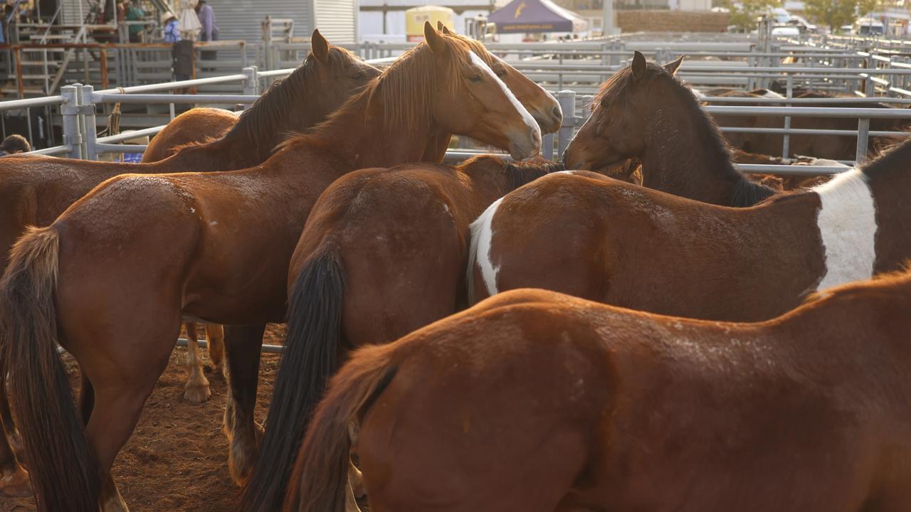 Preparations for the Mount Isa Indigenous Rodeo Championships, which is a recent addition to the rodeo festivities. This year it will be held at Buchanan Park on the Thursday night, which is a point of contention as it will be held at the traditional Mailman Races at the race club nearby. Picture: Peter Wallis