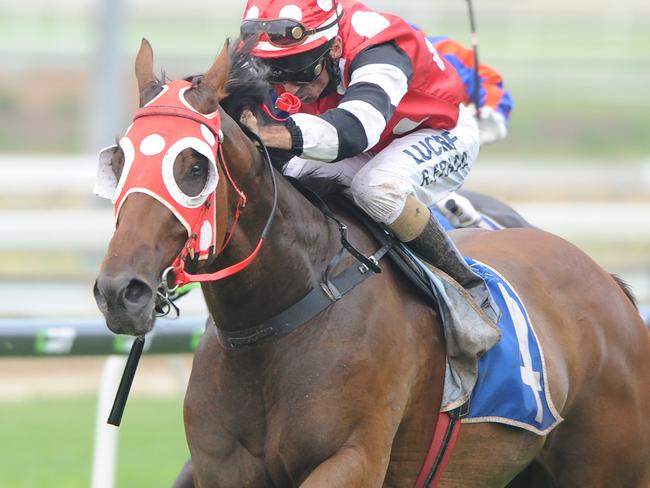 Right Or Wrong wins at Doomben on January 30. Picture: Trackside Photography.