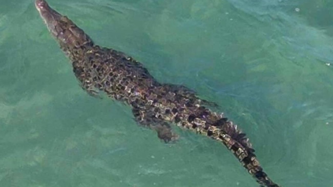 Crocodile spotted in Mission Beach. Picture: Lyn Mattinson