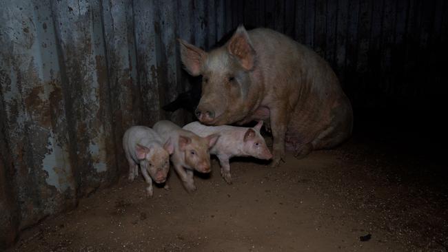 Images at a Tasmanian slaughterhouse taken by Farm Transparency Project.