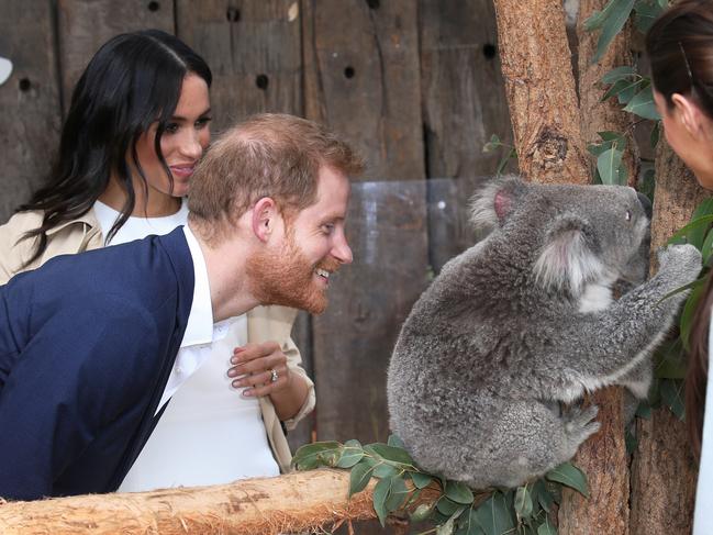 Harry and Meghan meet Ruby the koala, mother of joey koala Harry. Picture: Toby Zerna