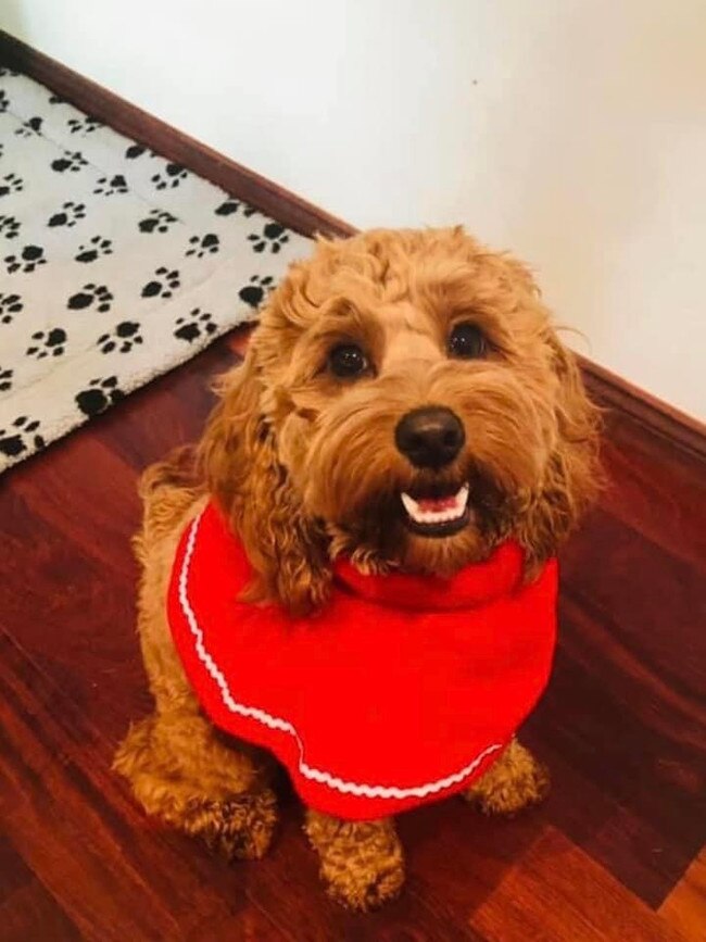 We welcome our gorgeous 2 year old Spoodle Ruby Tuesday to you. She brings so much joy every single day to our little family and after enduring 2 operations on her knees she still has a wagging tail and a smile on her dial