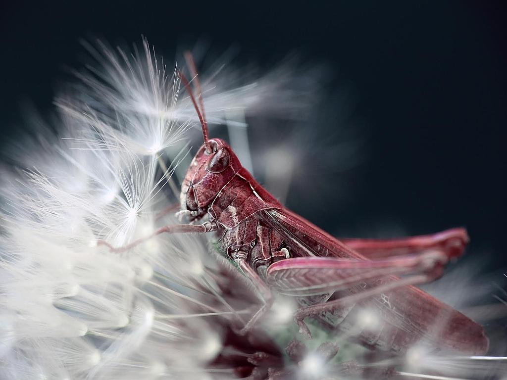 Pink Grasshopper: The colour of this grasshopper, in terms of percentage in normal Meadow Grasshoppers is less than 1%. Most grasshopper species in Ireland are greenish-brown in colour, but some have genetics that make them pink or purple-red. It is called erythrism, which is an unusual and little-understood genetic mutation caused by a recessive gene similar to that which affects albino animals. The combination of red hair and freckles in humans is thought to be a form of erythrism. These grasshoppers tend not to make it to adulthood in the wild as predators easily spot them. This image was taken in County Kilkenny, Ireland. Picture: Chris Connolly, Winner, Ireland, National Award, 2015 Sony World Photography Awards