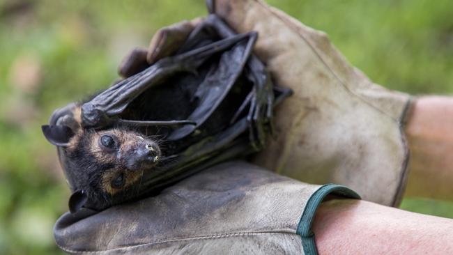 Recent bat deaths have prompted Lyssavirus warnings for Ipswich. (AAP Image/Marc McCormack)