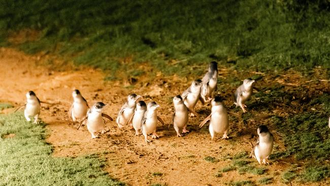 Phillip Island's little penguins.