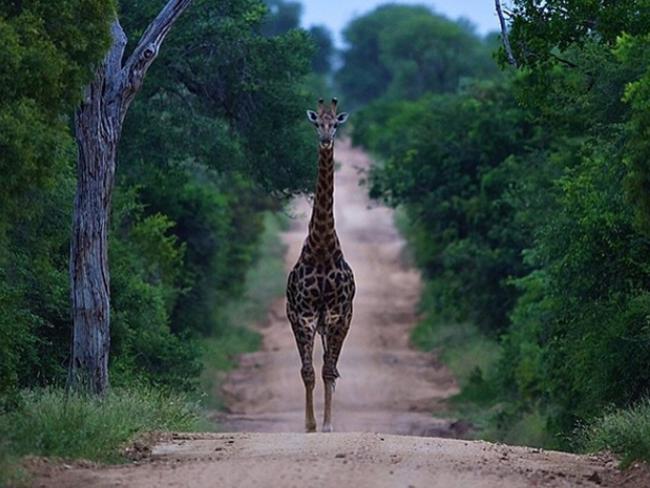 Road block. Experienced a few delays on the way to set this morning @imacelebrityau #giraffe #imacelebrityau Picture: Dr Chris Brown / Twitter