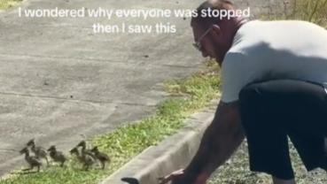 Watch how barefoot Aussie hero saves ducks. Picture: TikTok