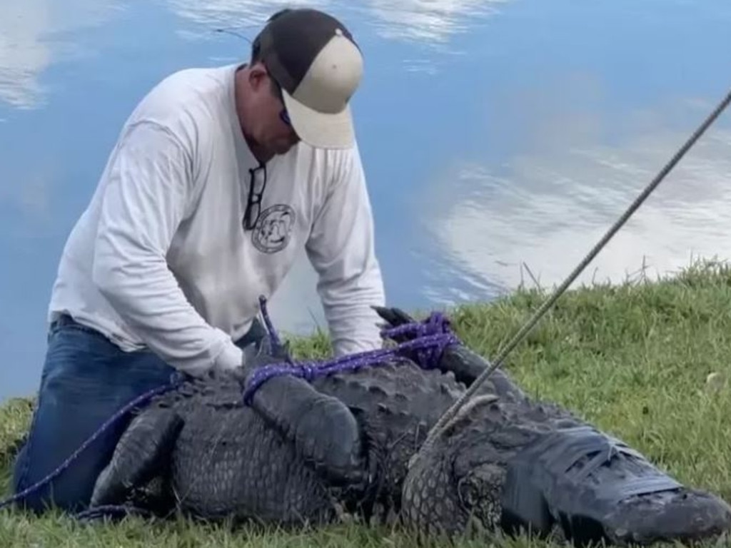 Emergency services were called to the scene, and officials from the St. Lucie County Sheriff’s Office and the FWC arrived promptly to deal with the situation.