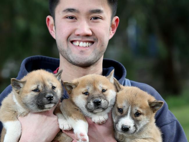 A dingo sanctuary opens its doors every winter for puppy cuddles. Picture: Mark Wilson