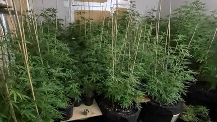 The plants were located alongside a large amount of prescribed equipment. Picture: SAPOL