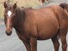 Kosciuszko feral horse numbers surge by 30 per cent