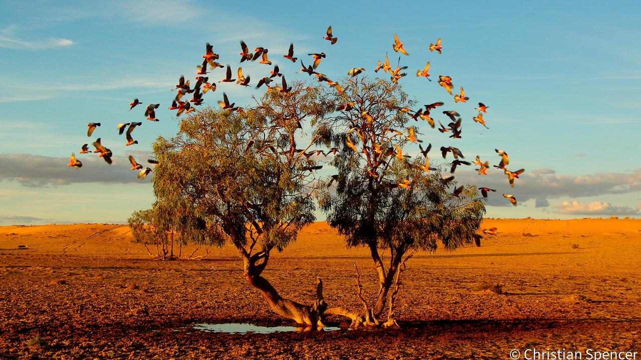 A Tree Dreaming by Christian Spencer was the Animal Habitat winner. Picture: Christian Spencer/Australian Geographic Nature Photographer of the Year 2021